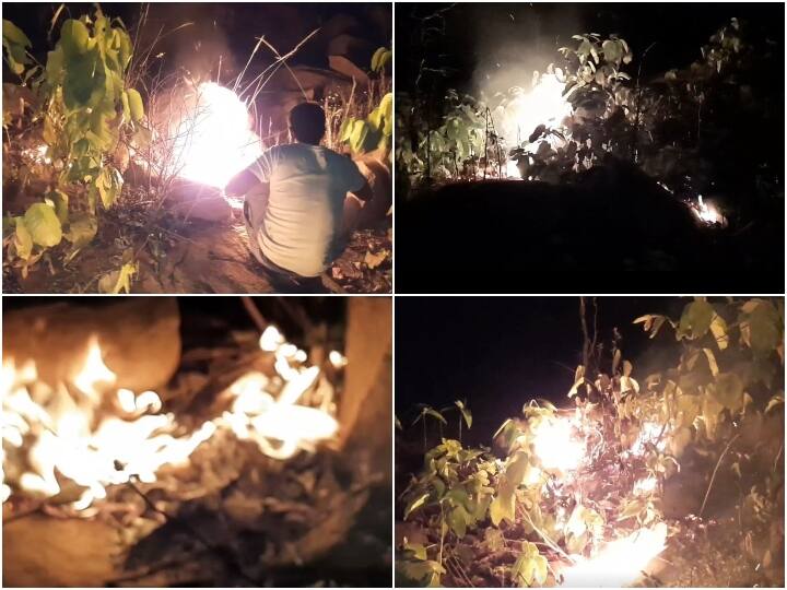 Jharkhand Dumka, fire is being set up in the hills for picking Mahua flowers, damage is being done to trees and plants including wildlife ANN Jharkhand News: झारखंड के दुमका में महुआ के फूल के लिए पहाड़ियों में लगाई जा रही आग, वन्यजीवों सहित पेड़-पौधों को पहुंच रहा नुकसान