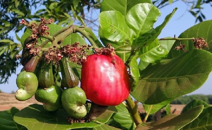 Cashew Farming: Know how to cultivate cashew plants and earn profit Cashew Farming: લખપતિ નહીં કરોડપતિ પણ બની શકશો, કાજુની ખેતીથી આ રીતે થઈ શકો છો માલામાલ