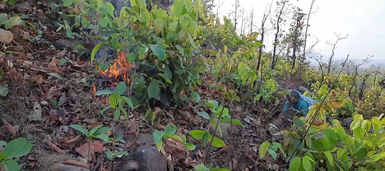 Jharkhand News: झारखंड के दुमका में महुआ के फूल के लिए पहाड़ियों में लगाई जा रही आग, वन्यजीवों सहित पेड़-पौधों को पहुंच रहा नुकसान