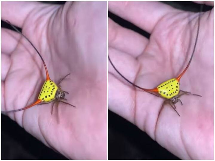 मकड़ी के शरीर पर दिखाई दी बैल के सींग जैसी आकृती, वीडियो देख दंग रह जाएंगे आप A bull horn-like shape appeared on spider body मकड़ी के शरीर पर दिखाई दी बैल के सींग जैसी आकृती, वीडियो देख दंग रह जाएंगे आप