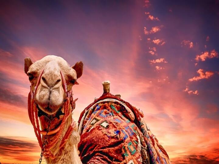 Worlds most expensive camel sold for Rs 14 crore, rarest camel sold for high price know Reason Worlds Expensive Camel :  ప్రపంచంలో అత్యంత ఖరీదైన ఒంటె - ధర తెలిస్తే షాక్ తింటారు!