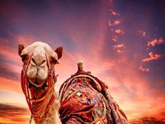 Worlds Expensive Camel :  ప్రపంచంలో అత్యంత ఖరీదైన ఒంటె - ధర తెలిస్తే షాక్ తింటారు!