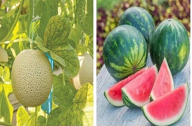 Water melon and melon which is best in summer season Summer fruits:ગરમીની સિઝનમાં આ ફળ છે ઉત્તમ, જાણો તેની ન્યુટ્રિશિયન વેલ્યૂ અને ફાયદા