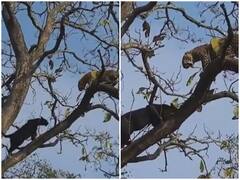 तेंदुए के शिकार के लिए पेड़ पर चढ़ गया ब्लैक पैंथर, रोंगटे खड़े कर देगा वीडियो