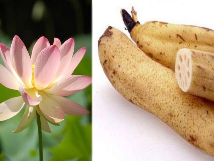 here the easy tips to buy and clean lotus stem! ஆரோக்கியம் நிறைந்த தாமரைத்தண்டு.. எப்படி வாங்கி, சமைக்கணும் தெரியுமா? இதோ உங்களுக்கான டிப்ஸ்!