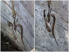 सूख चुके कुंए में गिरे जहरीले कोबरा का किया गया रेस्क्यू, वीडियो देख अटक जाएगी सांसें