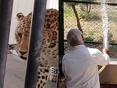 Jodhpur: माचिया बायोलॉजिकल पार्क में जानवरों को दिए जा रहे मल्टीविटामिन, गर्मी से राहत के लिए पानी का छिड़काव