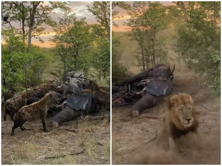 शेर के किए शिकार पर हाथ साफ कर रहे थे जंगली जानवर, जंगल के राजा ने सिखाया सबक King of the jungle chased wild animal who was eating the lion prey शेर के किए शिकार पर हाथ साफ कर रहे थे जंगली जानवर, जंगल के राजा ने सिखाया सबक