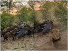 शेर के किए शिकार पर हाथ साफ कर रहे थे जंगली जानवर, जंगल के राजा ने सिखाया सबक