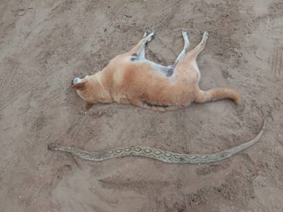 Pet dog dies after combating with glass viper snake in Nagapattinam வளர்த்தவரை காப்பாற்ற கண்ணாடி விரியன் பாம்புடன் சண்டையிட்டு இறந்த செல்ல நாய்.. நாகையில் சோகம்..