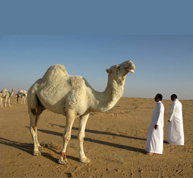 Camels sold for Rs 14 crore 23 lakh in Saudi Arabia હરાજીમાં કરોડોની કિંમતમાં વેચાયો ઊંટ, લોકોએ કહ્યું, એવું શું ખાસ છે આ ઊંટમાં