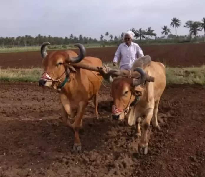 Gujarat Agriculture News: Know how many famers doing natural farming in state Natural Farming: ગુજરાતમાં કેટલા ખેડૂતો કરી રહ્યા છે પ્રાકૃતિક ખેતી, ત્રણ માસમાં કેટલા ખેડૂતનો કરાયા તાલીમબદ્ધ, જાણો