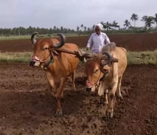Natural Farming: ગુજરાતમાં કેટલા ખેડૂતો કરી રહ્યા છે પ્રાકૃતિક ખેતી, ત્રણ માસમાં કેટલા ખેડૂતનો કરાયા તાલીમબદ્ધ, જાણો