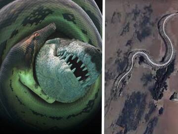 GIANT SNAKE SKELETON IN THE SEA OF FRANCE #Shorts 