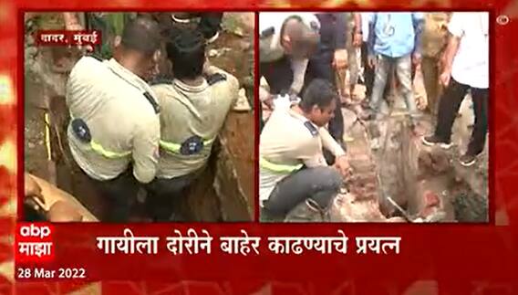 Mumbai : दादरमध्ये नाल्यात अडकलेल्या गायीच्या सुटकेसाठी शर्थीचे प्रयत्न