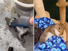 Watch: ਹੀਟ ਸਟ੍ਰੋਕ ਕਾਰਨ ਬੇਹੋਸ਼ ਹੋਈ ਗਿਲਹਰੀ, ਸ਼ਖਸ ਨੇ ਇੰਝ ਬਚਾਈ ਜਾਨ, ਵੇਖੋ ਸ਼ਾਨਦਾਰ ਵੀਡੀਓ