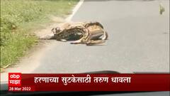 Viral Video : हरणाच्या सुटकेसाठी तरुण धावला, काळजाचा थरकाप उडवणारा व्हिडीओ