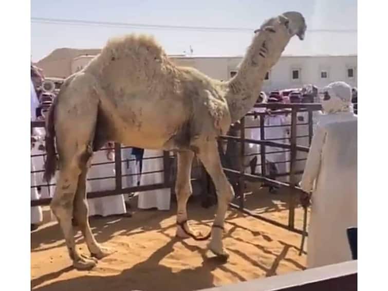 Before the holy month of Ramadan in Saudi Arabia one of the most expensive camels auctioned Riyal 7 mn ਰਮਜ਼ਾਨ ਤੋਂ ਪਹਿਲਾਂ ਸਾਊਦੀ ਅਰਬ 'ਚ ਊਠ ਦੀ ਨਿਲਾਮੀ! ਇੰਨੇ ਕਰੋੜ ਦੀ ਲੱਗੀ ਬੋਲੀ
