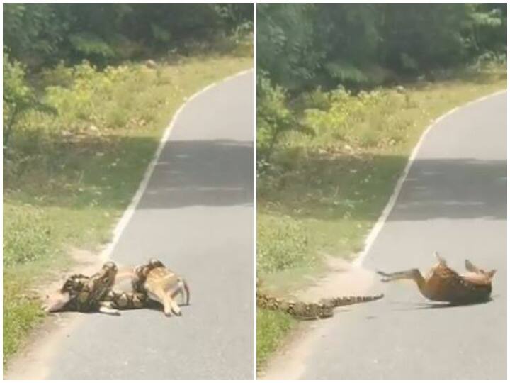 कुंडली मार हिरण को जिंदा निगलने की कोशिश करता दिखा अजगर, जान जोखिम में डाल शख्स ने बचाई जान Python was seen trying to swallow deer alive by hitting coil man saved his life कुंडली मार हिरण को जिंदा निगलने की कोशिश करता दिखा अजगर, जान जोखिम में डाल शख्स ने बचाई जान