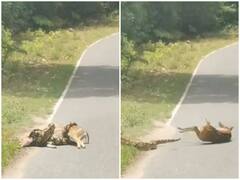 कुंडली मार हिरण को जिंदा निगलने की कोशिश करता दिखा अजगर, जान जोखिम में डाल शख्स ने बचाई जान