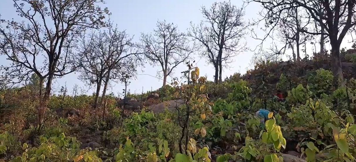 Jharkhand News: झारखंड के दुमका में महुआ के फूल के लिए पहाड़ियों में लगाई जा रही आग, वन्यजीवों सहित पेड़-पौधों को पहुंच रहा नुकसान