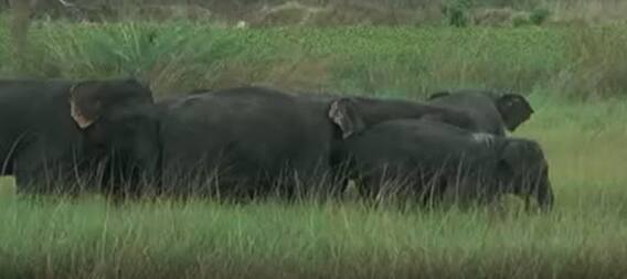 Save Forests To Save Animals In Srikakulam: మీరు బతకండి.. వాటిని బతకనివ్వండి| ABP Desam