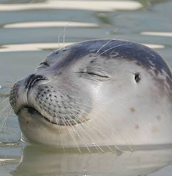 दिशा और सील फिश की इन फोटोज़ को देखकर ऐसा लग रहा है कि एक्ट्रेस अपनी तुलना इस मछली से कर रहे हैं.