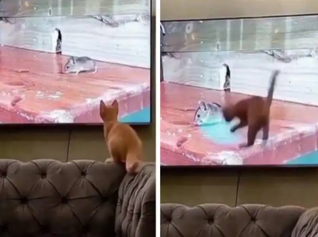 cat viral video cat ambushing rat prey becomes victim of illusion Viral Video : टॉम अ‍ॅन्ड जेरीचा खेळ... उंदराची शिकार करणाऱ्या मांजरीची फजिती, व्हिडीओ पाहिल्यावर तुम्हालाही हसू आवरणार नाही
