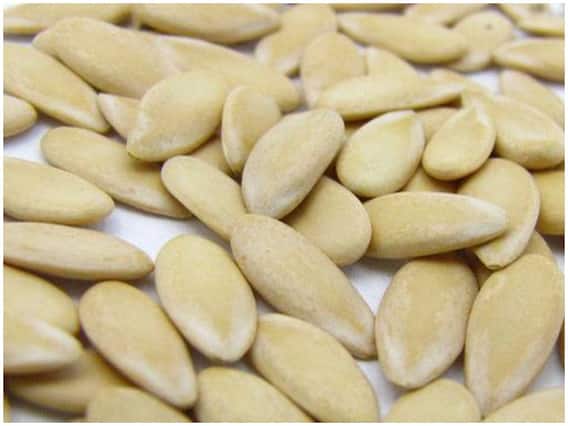 खरबूजे के बीज में होते हैं कई गुण, जानें इसके फायदे खरबूजे के बीज में होते हैं कई गुण, जानें इसके फायदे