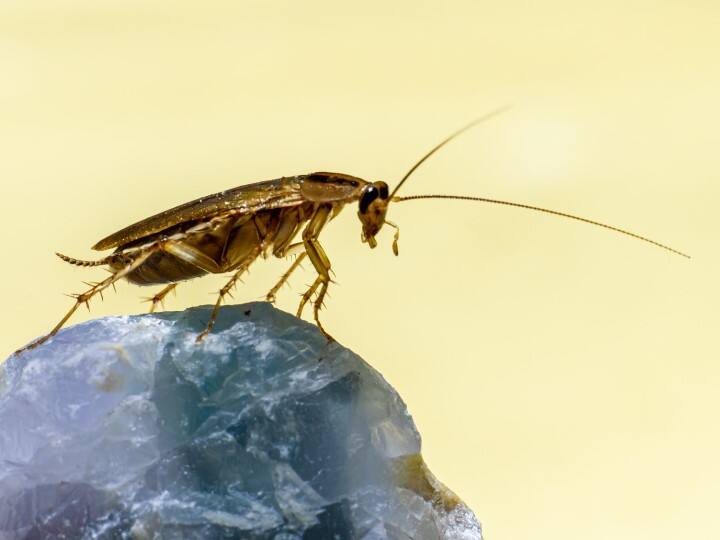 Robotised Cockroaches Developed To Search For Survivors In Collapsed Buildings Cockroaches Resque: స్మార్ట్ ‘బొద్దింకలు’ - మనుషులను రక్షిస్తాయ్, చెప్పిన పని చేస్తాయ్! ఇదిగో ఇలా