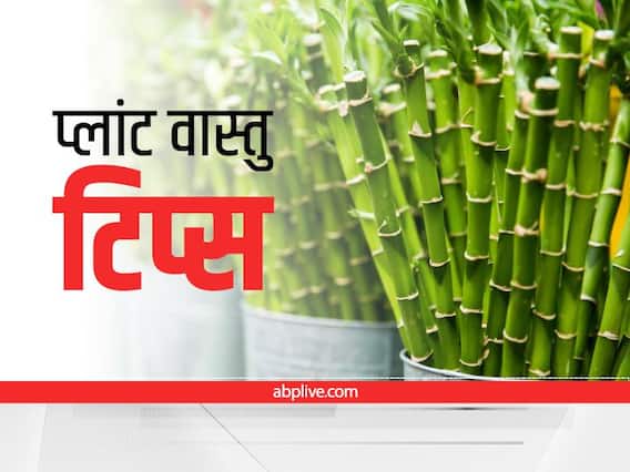 परेशानियों और संकटों से पीछा छुड़ाने के लिए घर में लगा लें ये पौधे, सकारात्मकता के साथ धन की होगी वर्षा परेशानियों और संकटों से पीछा छुड़ाने के लिए घर में लगा लें ये पौधे, सकारात्मकता के साथ धन की होगी वर्षा