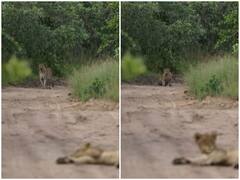 शेरनी को बीच रास्ते पर देख चुपके से नौ दो ग्यारह हुआ तेंदुआ, हैरान कर देगा वीडियो