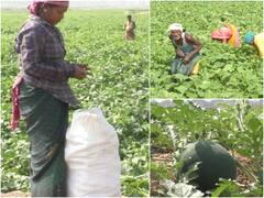 Mahasamund News: महासमुंद में रेत में फलों और सब्जियों की खेती, मैदानी भूमि से डेढ़ गुना ज्यादा हो रहा मुनाफा