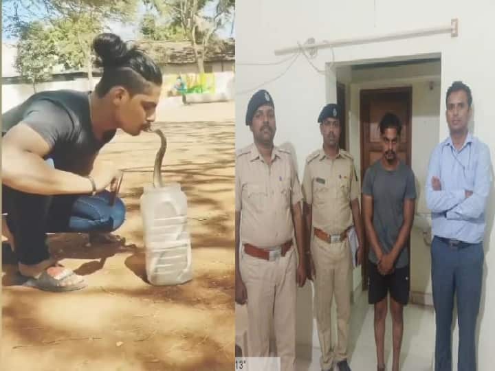 Making a life-threatening video with a snake and posting it on social media, Sangli forest department detained a man Sangli : नागासोबत जीवघेणा व्हिडीओ बनवून सोशल मीडियावर पोस्ट, तरुण वनविभागाच्या ताब्यात