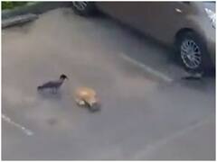 आनंद महिंद्रा ने फनी वीडियो शेयर कर टीम वर्क के लिए किया प्रेरित, मिला पॉजिटिव रिस्पॉन्स