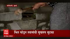 Mumbai : बोरीवली इथं दहा भिंत रचून श्वानांना जिवंत गाडण्याचा प्रयत्न, पोलिसांत तक्रार दाखल