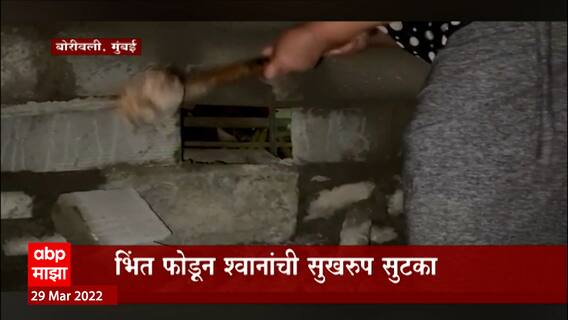 Mumbai : बोरीवली इथं दहा भिंत रचून श्वानांना जिवंत गाडण्याचा प्रयत्न, पोलिसांत तक्रार दाखल