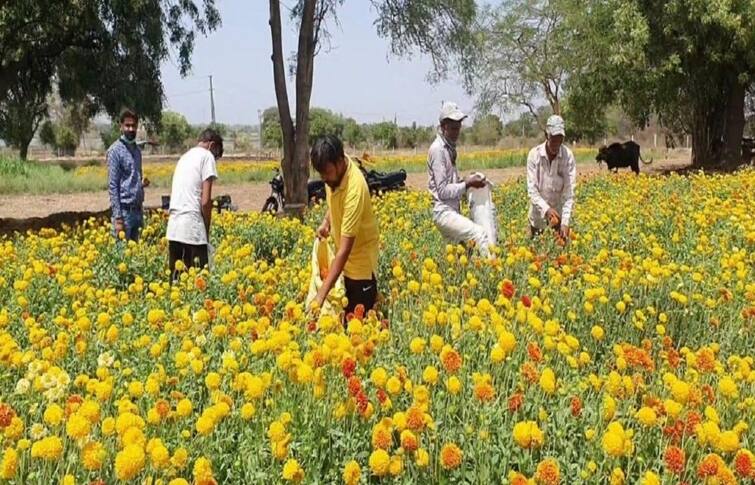 Gujarat Agriculture Scheme:  Know about Gujarat government flower farming scheme check in details Gujarat Agriculture Scheme:  ગુજરાતમાં ફૂલોની ખેતીમાં કેટલી મળે છે સહાય ? જાણો ક્યાં કરશો અરજી