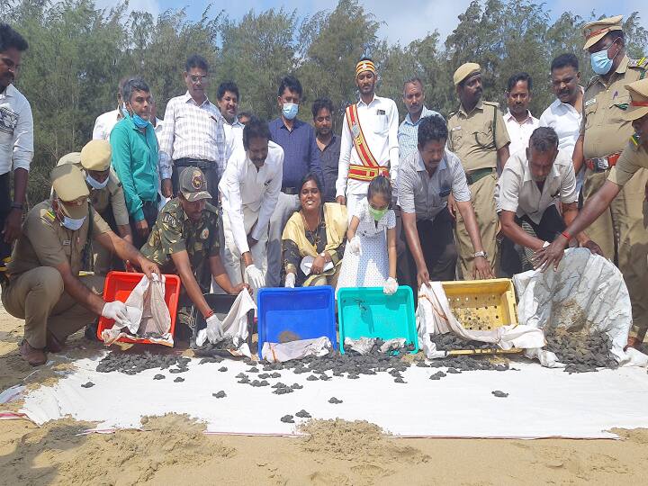ஆமை குஞ்சுகளை தன் மகளுடன் கடலில் விட்டு மகிழ்ந்த மயிலாடுதுறை மாவட்ட ஆட்சியர்