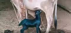 Srikakulam Baby Goat Viral: శ్రీకాకుళం జిల్లా పలాస మండలంలో ఆశ్చర్యపరుస్తున్న ఆవు-మేక| ABP Desam