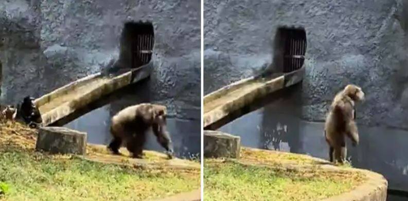 Effect of 'Pushpa', Gorilla performs Srivalli song hook step at the zoo 'Pushpa' ਦਾ ਅਸਰ! ਚਿੜੀਆਘਰ 'ਚ ਗੋਰਿਲਾ ਨੇ ਕੀਤਾ ਸ਼੍ਰੀਵੱਲੀ ਗੀਤ ਦਾ ਹੁੱਕ ਸਟੈਪ