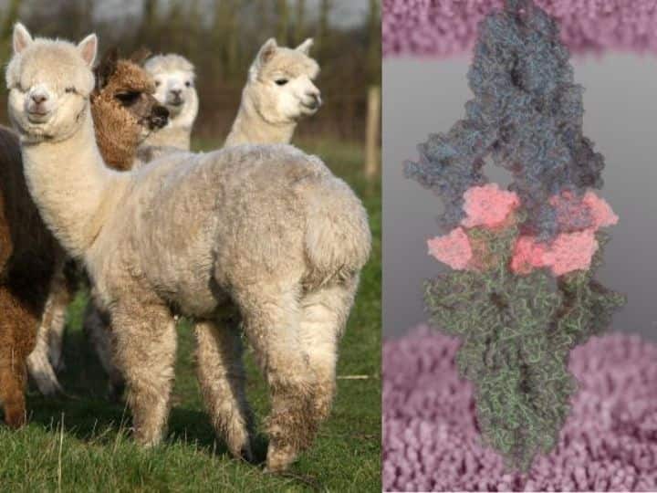 Nanobodies From Alpacas May Protect Against SARS-CoV-2, Study Finds Nanobodies From Alpacas May Protect Against SARS-CoV-2, Study Finds