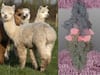 Nanobodies From Alpacas May Protect Against SARS-CoV-2, Study Finds