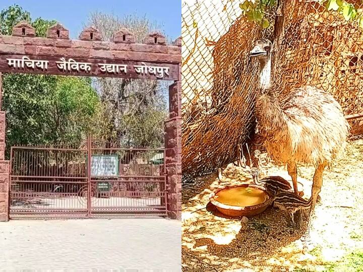 Jodhpur Machia Safari Park of Jodhpur national bird of Australia pair of emu laid six eggs ANN Jodhpur: लंबे अंतराल के बाद सुर्खियो में आया जोधपुर का माचिया सफारी पार्क, ऑस्ट्रेलिया के राष्ट्रीय पक्षी एमू ने दी ये 'खुशखबरी'