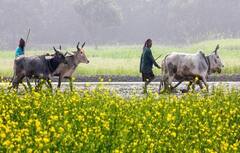 Ministry of Agriculture Recruitment 2022:  કૃષિ અને ખેડૂત મંત્રાલયમાં નીકળી ભરતી, મહત્તમ વયમર્યાદા છે 56