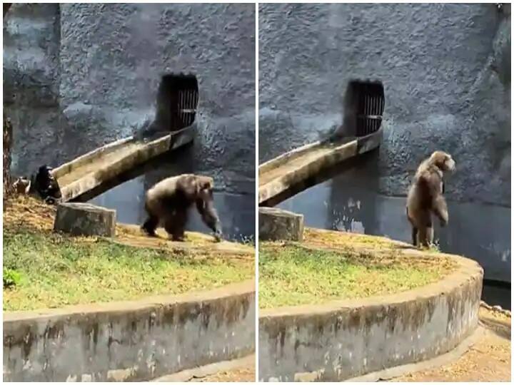 gorilla seen doing hookstep of srivalli song in zoo from pushpa film પુષ્પા ફિલ્મના શ્રીવલ્લી ગીતની અસરઃ ગોરિલા શ્રીવલ્લી ગીતનું હૂકસ્ટેપ કરતો જોવા મળ્યો, જુઓ વીડિયો