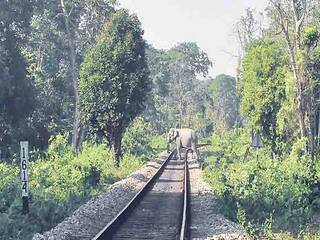 45 elephants killed on rail tracks from 2018-21, govt tells Lok Sabha 2018-2021 ஆண்டு காலத்தில் 45 யானைகள் ரயில் விபத்துகளில் பலி..! மத்திய அரசு தகவல்!