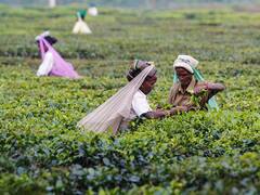 Bengal CM Mamata Banerjee Announces 'Chaa Sundari Scheme' 2022. What Is It?