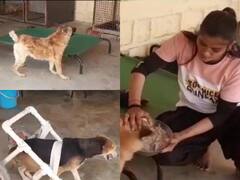 Bhind News: भिंड में बेसहारा जानवरों के लिए सहारा बना ये टेक-केयर होम, शिक्षक से लेकर रिक्शा चालक तक करते हैं सेवा