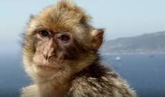 Monkey Rescued From Middle Of The Sea: సముద్రంలో నుంచి కాకినాడ తీరానికి సురక్షితంగా వానరం| ABP Desam